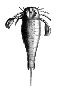Mythical Sea Creatures Drucke: Eurypterus is an extinct genus of eurypterid