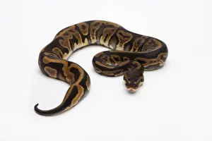Löwenzahnbraun-Python oder Königspython, weiblich