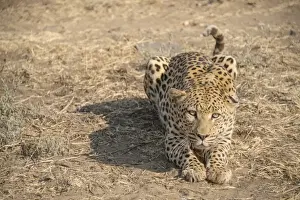 Leopard Namibia Drucke: Leopard -Panthera pardus-, Khomas, Namibia
