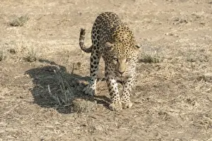 Leopard Namibia Drucke: Leopard -Panthera pardus-, Khomas, Namibia