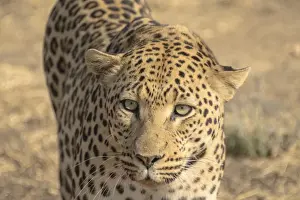 Animal Body Part Photography Drucke: Leopard -Panthera pardus-, Khomas, Namibia