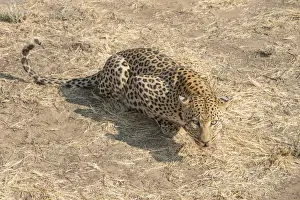 Leopard Namibia Drucke: Leopard -Panthera pardus-, Khomas, Namibia