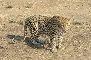 Leopard Namibia Drucke: Leopard -Panthera pardus-, Khomas, Namibia