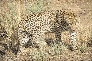 Panthera Pardus Photo Drucke: Leopard -Panthera pardus-, Khomas, Namibia