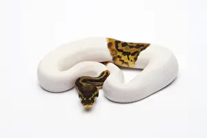 Drucke von Pyton Regius Männlich, Leopard-Piebald-Ballpython oder Pythonballpyton Python Drucke: Pyton Regius, männlich, Leopard-Piebald-Ballpython oder Pythonballpyton