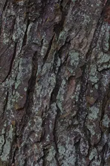 Lichen On Tree Bark Drucke: Lichen on tree bark, Germany