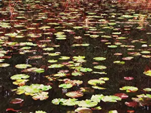 Drucke von Blätter der Wasserlilie im Herbst Bilder Datiert 2015 Januar: Blätter der Nelke im Herbst