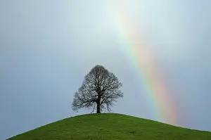 Drucke von Limetree, Lindentraute-Tilia auf einer Moränenhügel mit Regenbogen in Hirzel im Schweizerland Europa Schweiz Drucke: Limetree, Lindenbaum-Tilia-, auf einer Moränenhügel mit einem Regenbogen in Hirzel im Schweizerwald Europa