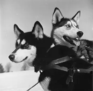 1950s Animal Photography Drucke: Lively Huskies