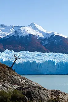 Ein einsamer Baum neben dem Perito Moreno Gletscher