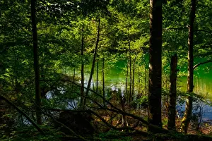 Croatia Landscape Photography Drucke: Looking Through The Forest Towards A Lake