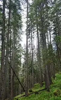 Bilder Datiert 12. September 2014: Niedriger Winkel hoher Bäume im Alpenwald Südtirol Italien