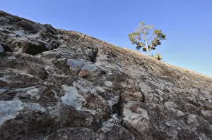 Niedriger Winkelanschauung eines Eukalyptustrees mit Texturstein im Vordergrund. Königlicher Natal. Drakensberge - Ukhahlamba- Naturschutzgebiet. KwaZulunatalschaft, Südafrika