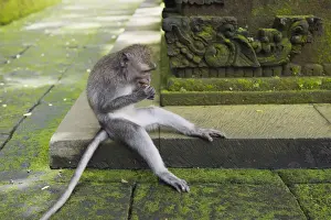 Indonesian Primates Drucke: Macaque -Macaca sp. - in the Monkey Forest temple