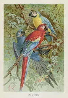 Rare Bird Prints Online Drucke: Macaws chromolithograph 1896
