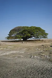 African Countryside Scenes Drucke: Magic Tree, large Fig Tree (Ficus), Ngorongoro Conservation Area, Tanzania, Africa