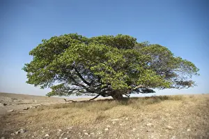 Deciduous Trees In Africa Drucke: Magic Tree, large Fig Tree (Ficus), Ngorongoro Conservation Area, Tanzania, Africa