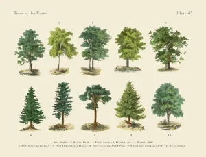 Botanisch Drucke: Wälderbäume und Arten, Viktorianische botanische Illustration