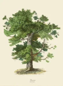 Botanisch Drucke: Eichebaum oder Quercus, Viktorianische Pflanzenillustration