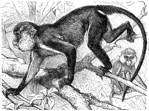 Engraved Nature Images Drucke: Mona monkey (Cercopithecus mona)