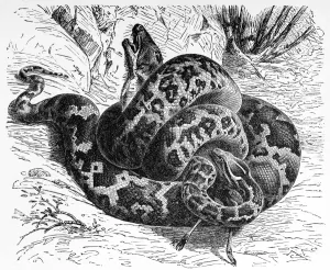 Drucke von Illumination einer Python molurus (Gelbe Burmesische Pyton) Indische Python Drucke: Pyton molurus (Gelber Burmesischer Python)