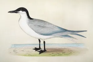 Wildtiere Aquarellbilder Drucke: Wildtier, Vögel, Seeschwalbenmöwe