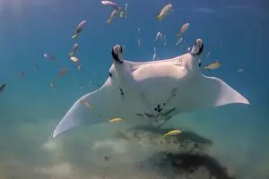Ningaloo Marine Park Images Drucke: Manta face 2