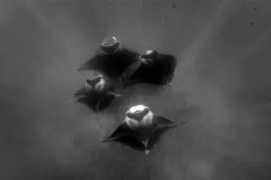 Ningaloo Marine Park Images Drucke: Manta Formation