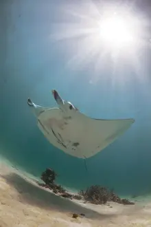 Western Australia Travel Destinations Drucke: manta in the sun