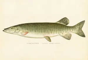 Drucke von Jähriger Bericht der Forst-, Fisch- und Jagdkommission von New York 1898 Muskellunge Drucke: Fisch aus Mascalonge Chromolithografie 1898