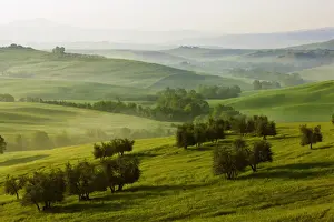 Italy Landscape Photography Drucke: Meadows, fields and olive trees in the morning light