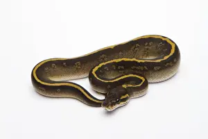 Drucke von Mojave-Granit-Ball-Python oder Königspython -Python regius-, weiblich Python Drucke: Mojave-Granit-Ball-Python oder Königspython (Python regius), weiblich.