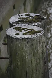 Outdoor Botanical Photography Drucke: Mooring posts covered with moss