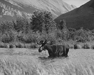 Banff National Park Images Drucke: Moose Bathing