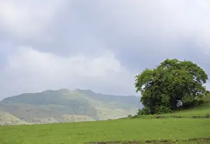 Maharashtra Travel Destinations Drucke: Mountain and tree