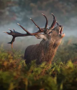 Drucke von Ein roter Hirschstier brüllt im Ritt umgeben von Heide und herbstlichen Farben. Nebel hängt im Hintergrund.Gefangen am Buschypark, London Oktober 2015 Landschaftliche Gemälde Drucke: Röhrendes Hirschhorn