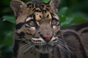 Drucke von Klettern des Leoparden aus dem dichten Unterwuchs Grauer Leopard Drucke: Wolfsbartkatze