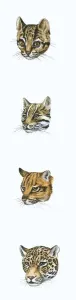 Drucke von Reihe von Illustrationen zu Kopf der Wolfschmetterlinge, Ocelote, Tigers und Jaguars Grauer Leopard Drucke: Reihe von Illustrationen zu Kopf der Wolfschlangenhund (Widder)