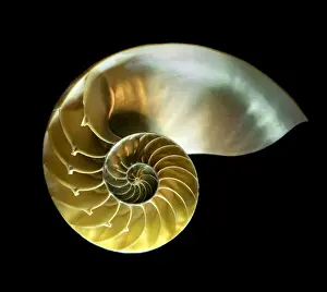 Bilder Datiert 20. Februar 2017: Schalentie des Nautilus