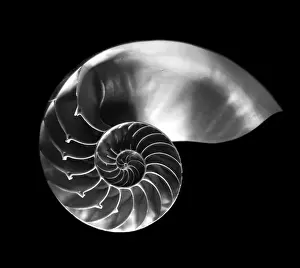 Drucke von Mikroskopische Fotografie eines Nautiluschals Querschnitt in Schwarzweiß Montreal Drucke: Schale des Nautilus schwarz und weiß
