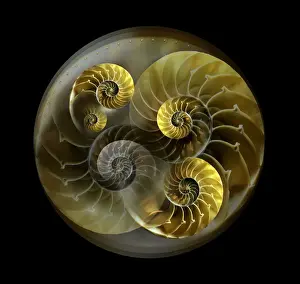 Bilder Datiert 20. Februar 2017: Schalenmuster des Nautiluses
