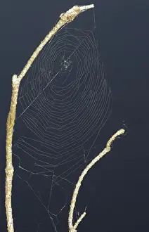 Spider Web Photography Drucke: Net of an orb-weaving spider