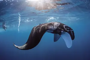 Coral Bay Australia Drucke: oceanic manta