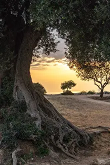 Italy UNESCO Sites Drucke: Olive tree