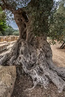 Valle Dei Templi Italy Drucke: Olive tree closeup