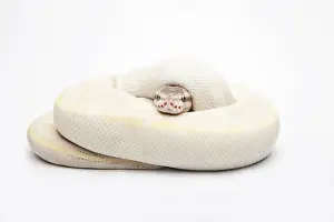 Regenbogen-Diamant-Ball-Python oder Königssnake, männlich -Python regius-