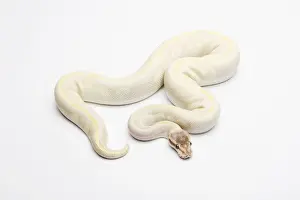Drucke von Pyton royal, männlich Python Drucke: Royal python, männlich (Python regius) oder Opale Diamantballpython