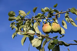 Fine Art Food Photography Drucke: Organic pears on the tree