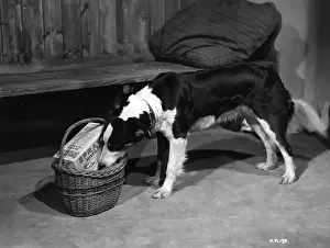 Black And White Film Drucke: Owd Bob