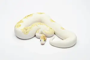 Drucke von Super Feuerball-Python oder Königspython, männlich -Python regius- Python Drucke: Super Feuerballeide Chameleon oder Königsschlangen-Python, männlich